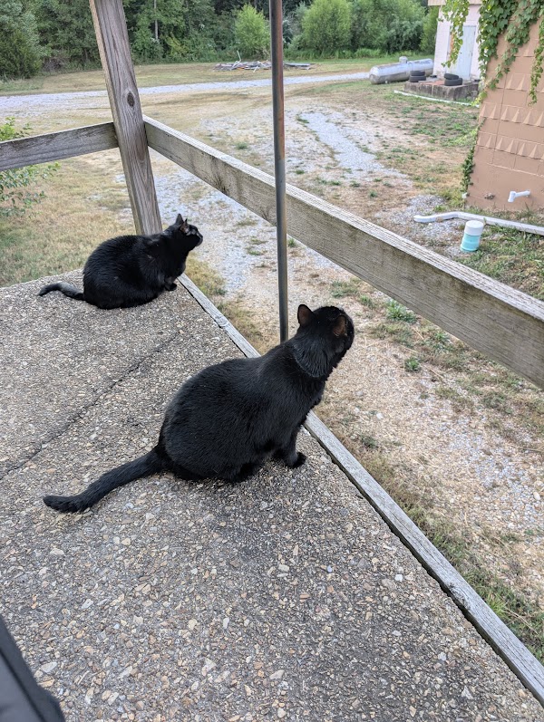 May sitting alerts, ears perked.