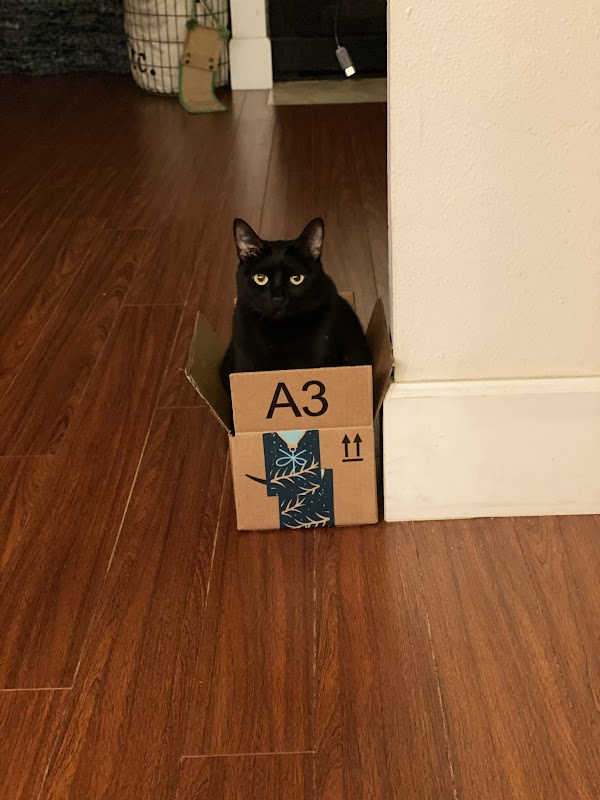 May sitting in a cozy spot, looking content.
