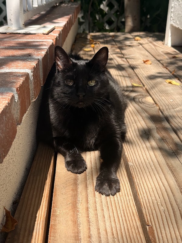 May sitting elegantly on a rug.