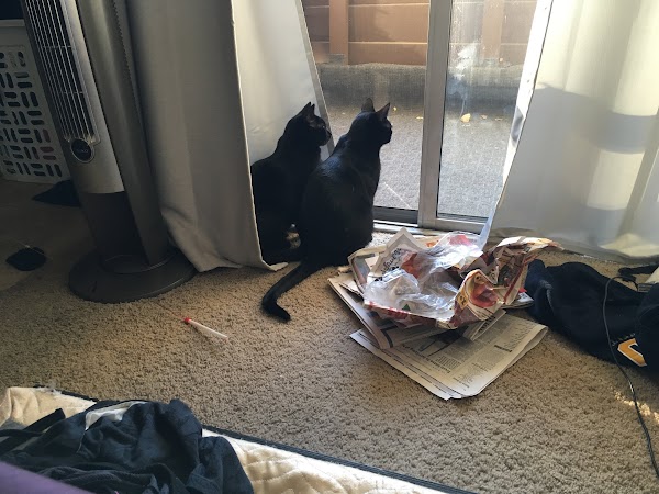May sitting in a sunny window corner.